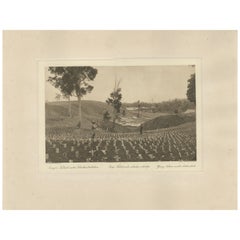 Young Tobacco Under Shade-Plants, Sungei Tatouk — C.J. Kleingrothe, ca. 1910