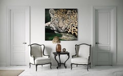Resting Leopard