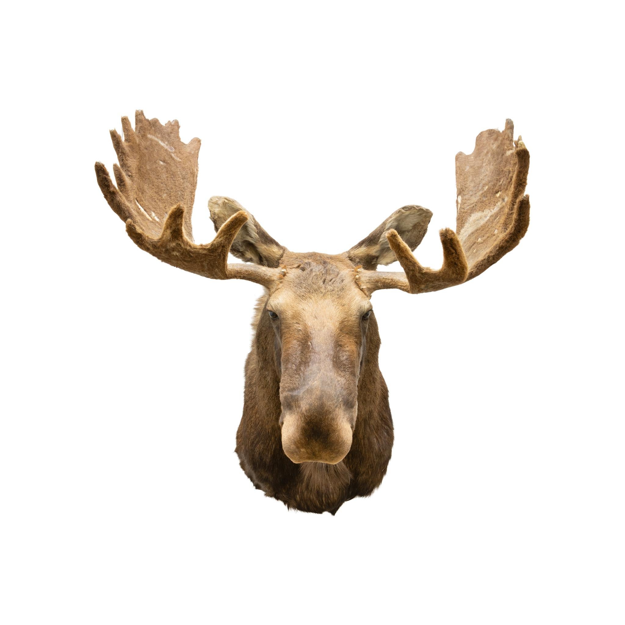 Large vintage yukon moose mount. Antlers still in velvet. Nice fur and nice shape to face. Great accent piece for a rustic home or cabin. Circa 1900. Size: 42”W x 4’H protrudes 43”

Family Owned & Operated
Cisco’s Gallery deals in the rare,