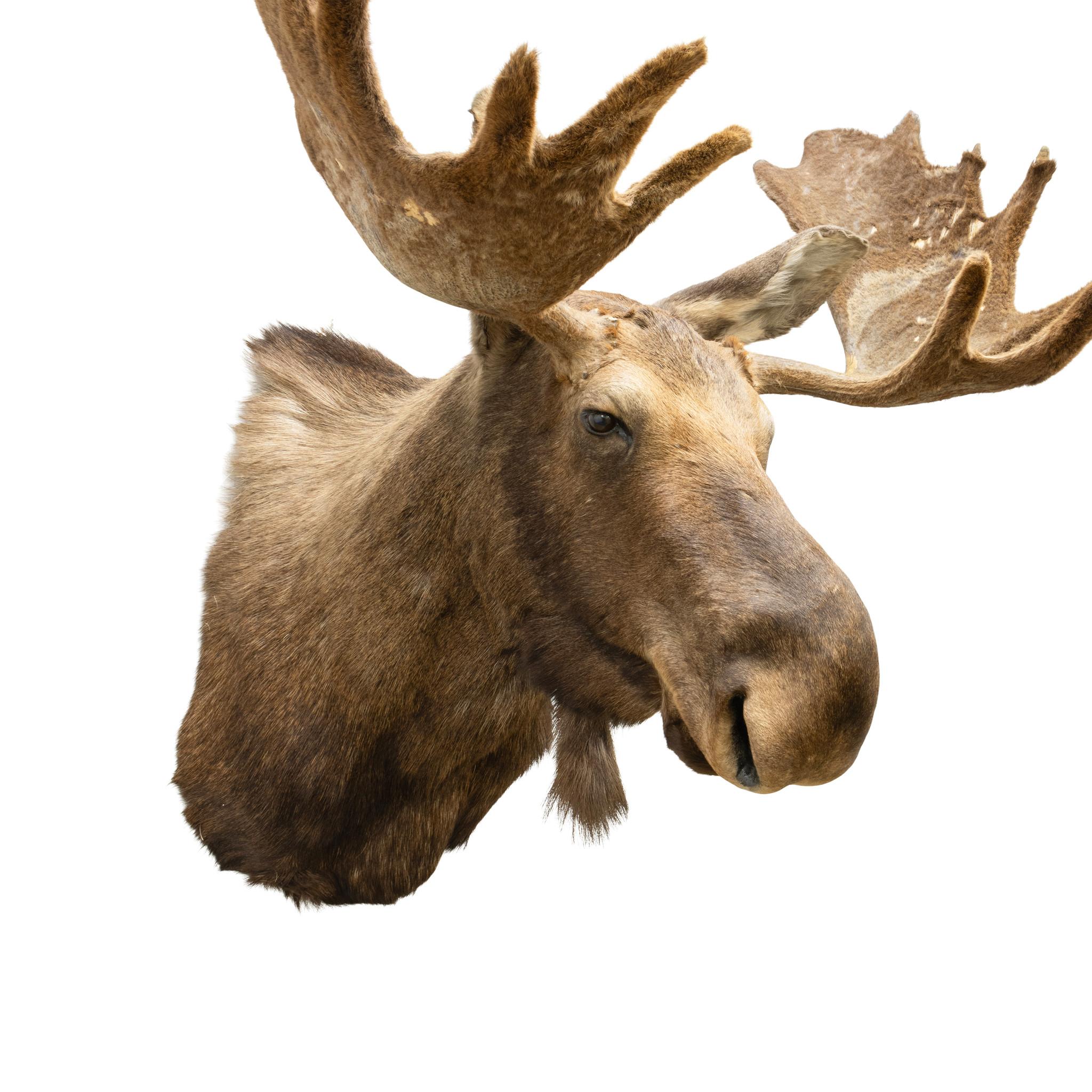 American Yukon Moose Mount