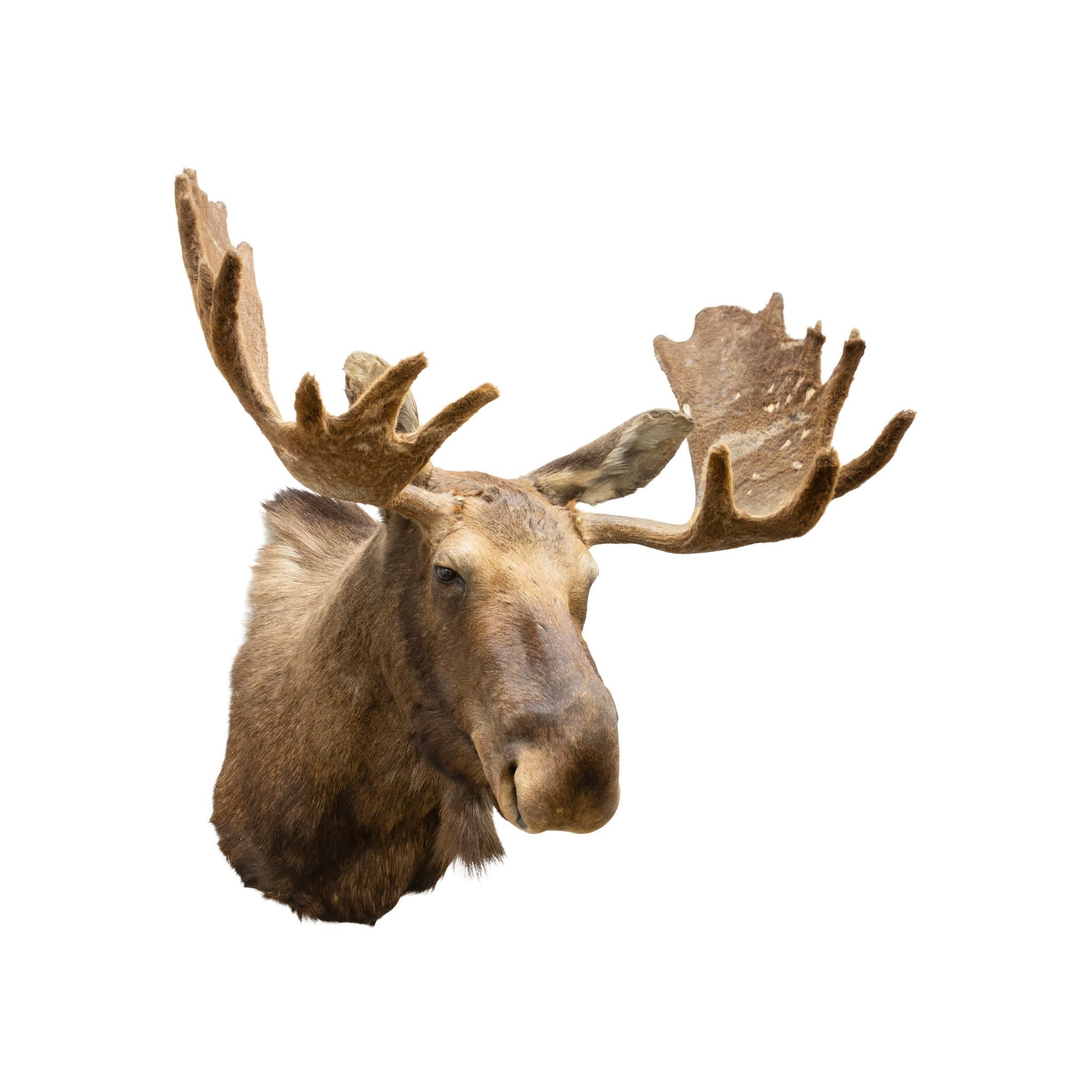 Yukon Moose Mount In Good Condition In Coeur d'Alene, ID
