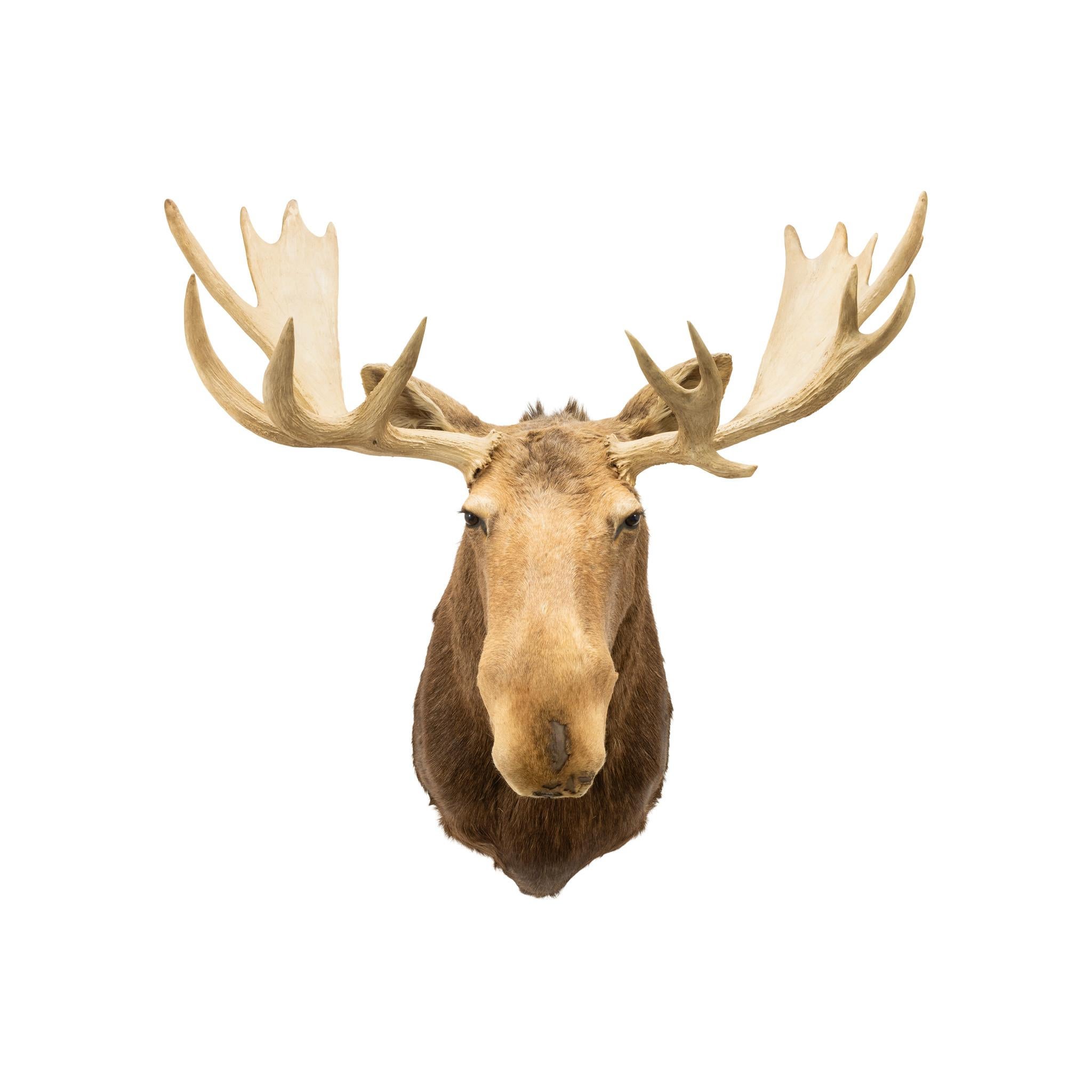 Montagna tassidermica di alce dello Yukon. Una cavalcatura anziana, con alcune cicatrici sul naso dovute ai combattimenti. Bella colorazione e corna. Sarebbe perfetto in una casa rustica o in una Cabine. Fine del XX secolo. Dimensioni: 48