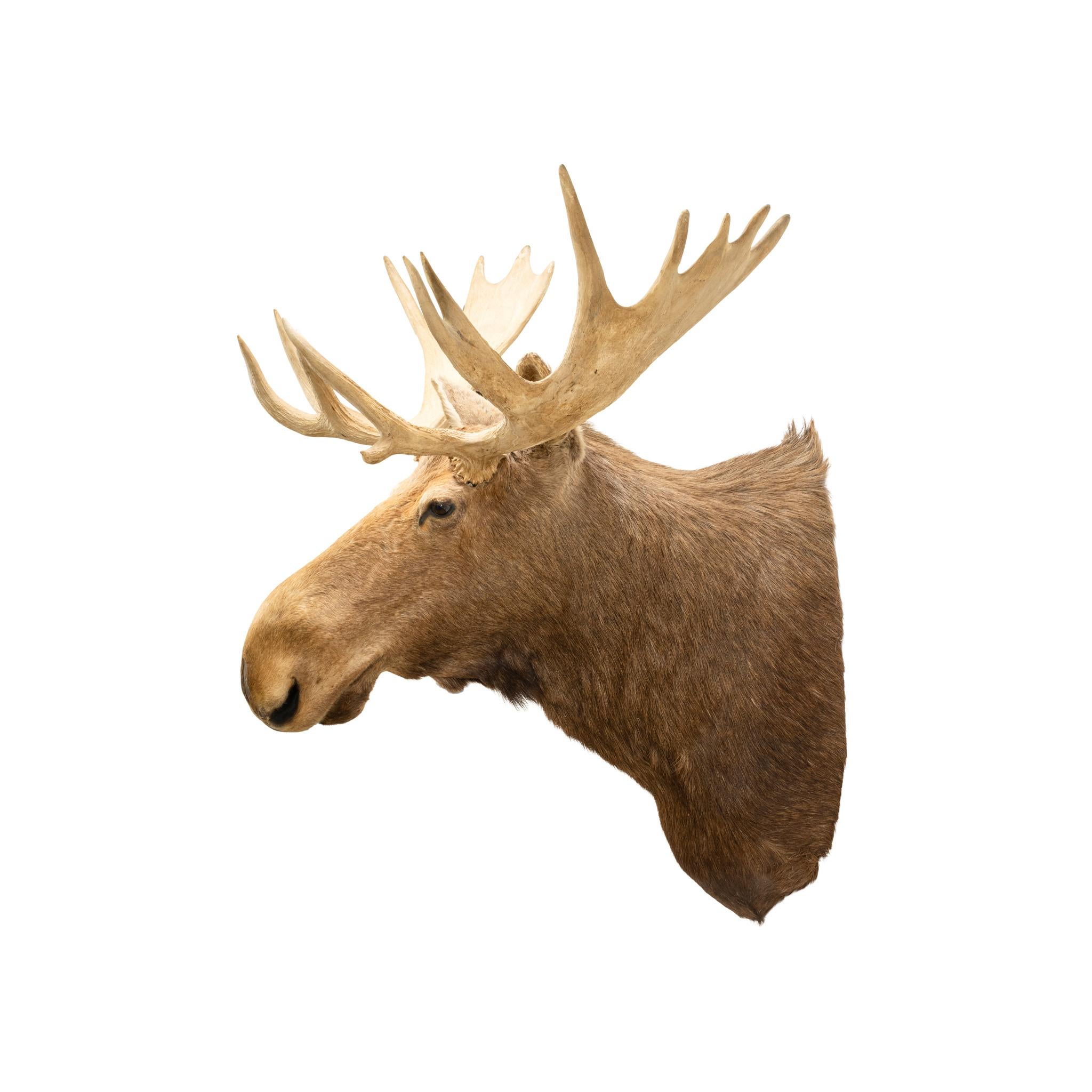 Supporto a spalla Yukon Moose In condizioni buone in vendita a Coeur d'Alene, ID