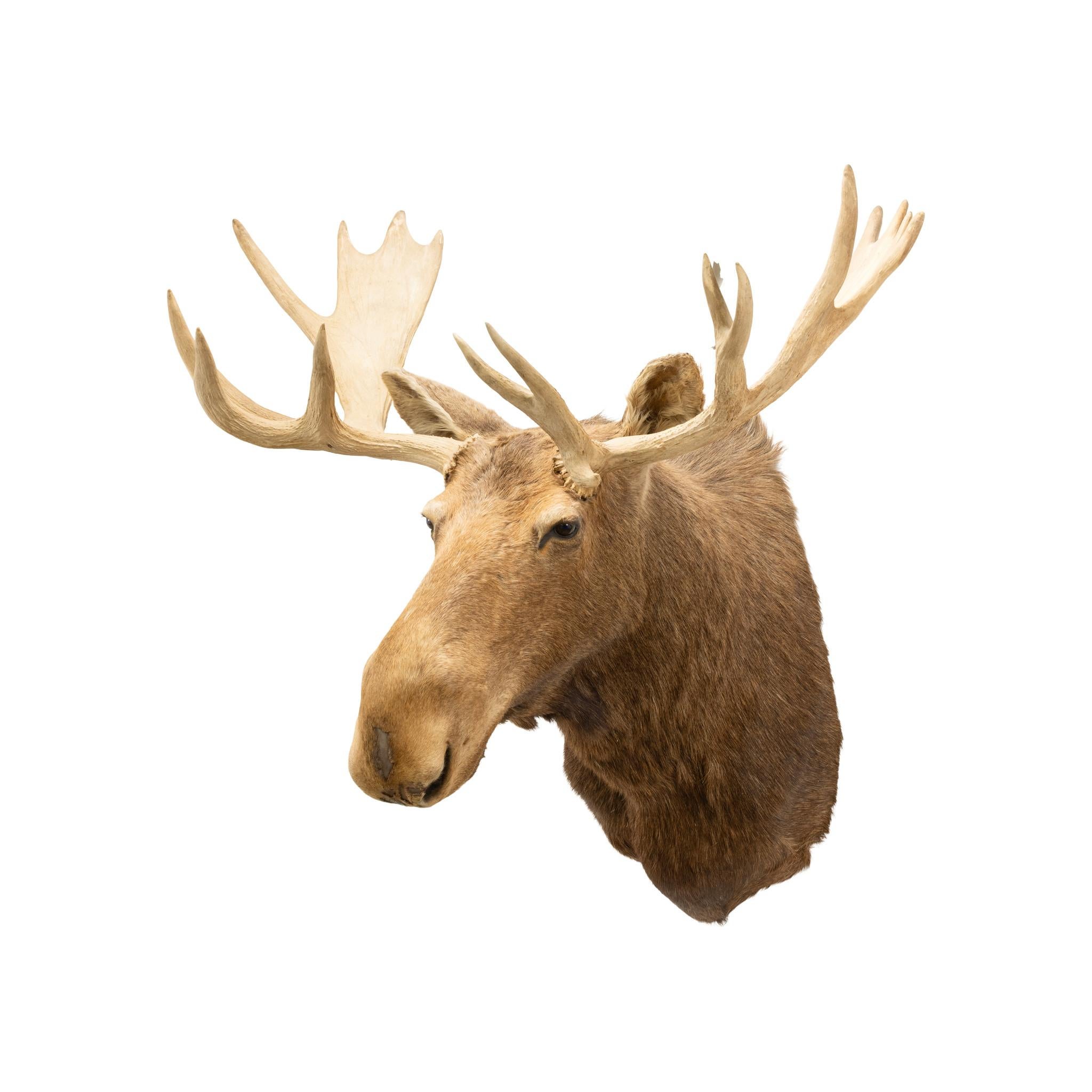 XX secolo Supporto a spalla Yukon Moose in vendita