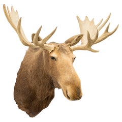 Supporto a spalla Yukon Moose