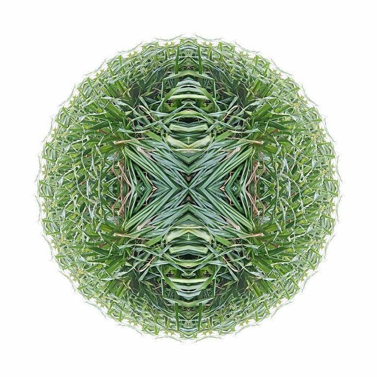 GARDEN MANDALA 2 Green Grass Abstract Digital Photograph Yuri Tuma  For Sale 1
