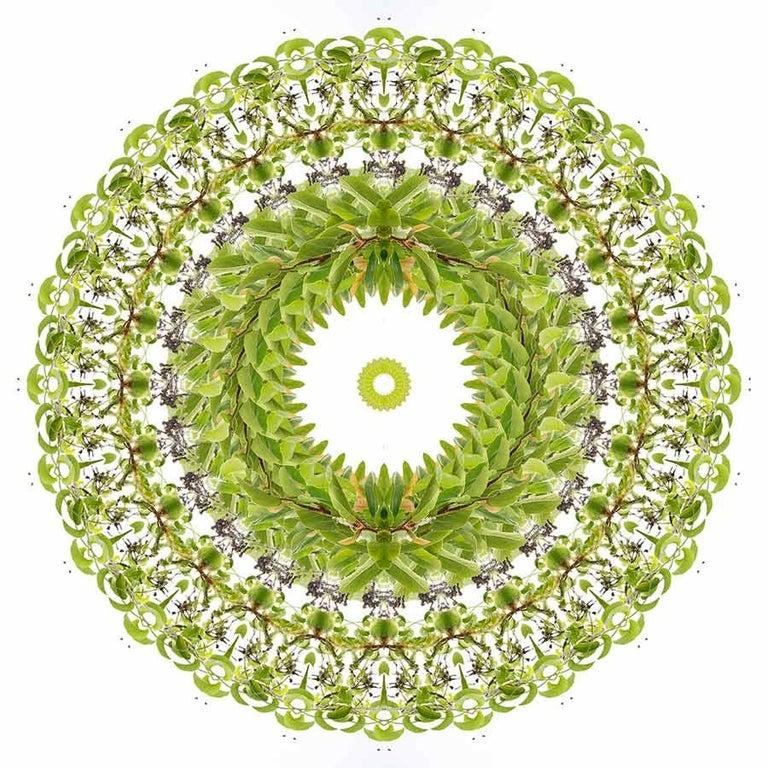 GARDEN MANDALA 7 Green Plant Abstract Photograph Paper Yuri Tuma For Sale 1