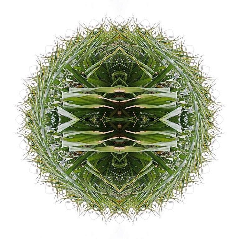 GARDEN MANDALA 8 Green Grass Nature Abstract Digital Photograph Yuri Tuma For Sale 1