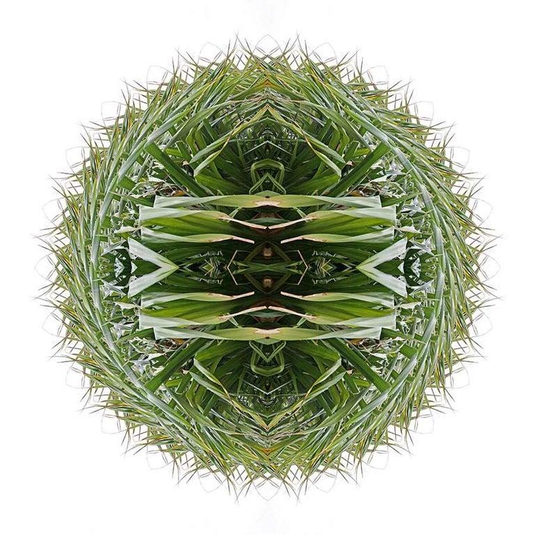 GARDEN MANDALA 8 Green Grass Nature Abstract Digital Photograph Yuri Tuma For Sale 2