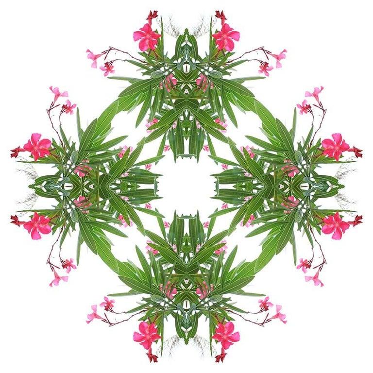 GARDEN MANDALA 9 Pink Flower Nature Digital Photograph Yuri Tuma  1