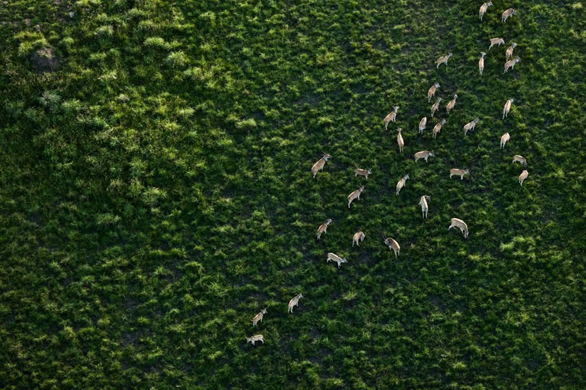 Zack Seckler Landscape Photograph - Gemsbok Herd