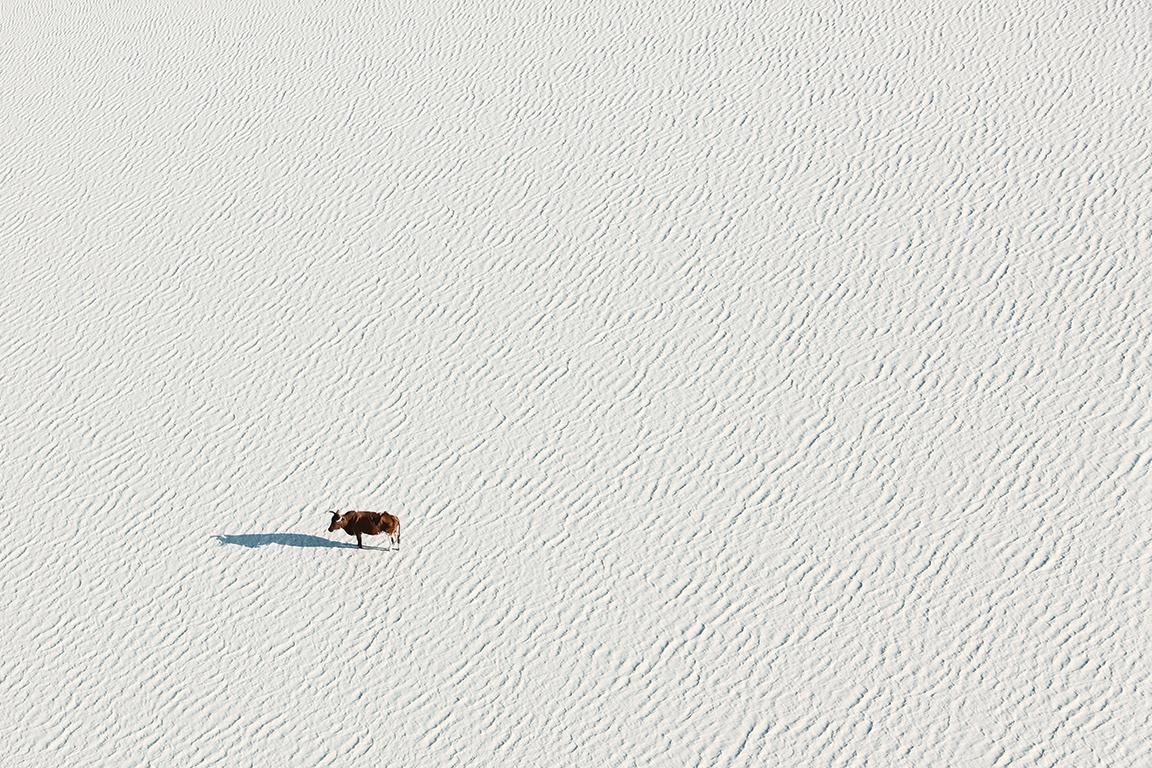 Zack Seckler Landscape Photograph - Lone Bull