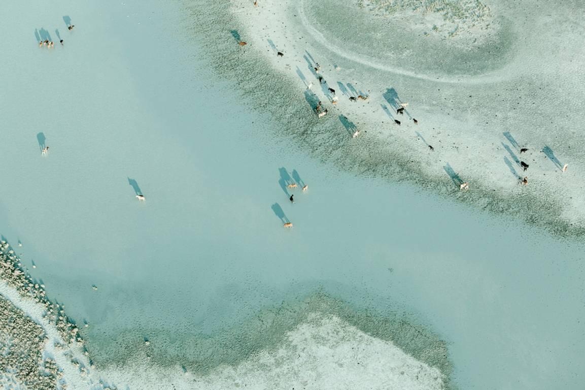 Zack Seckler Landscape Photograph - Tswana Herd