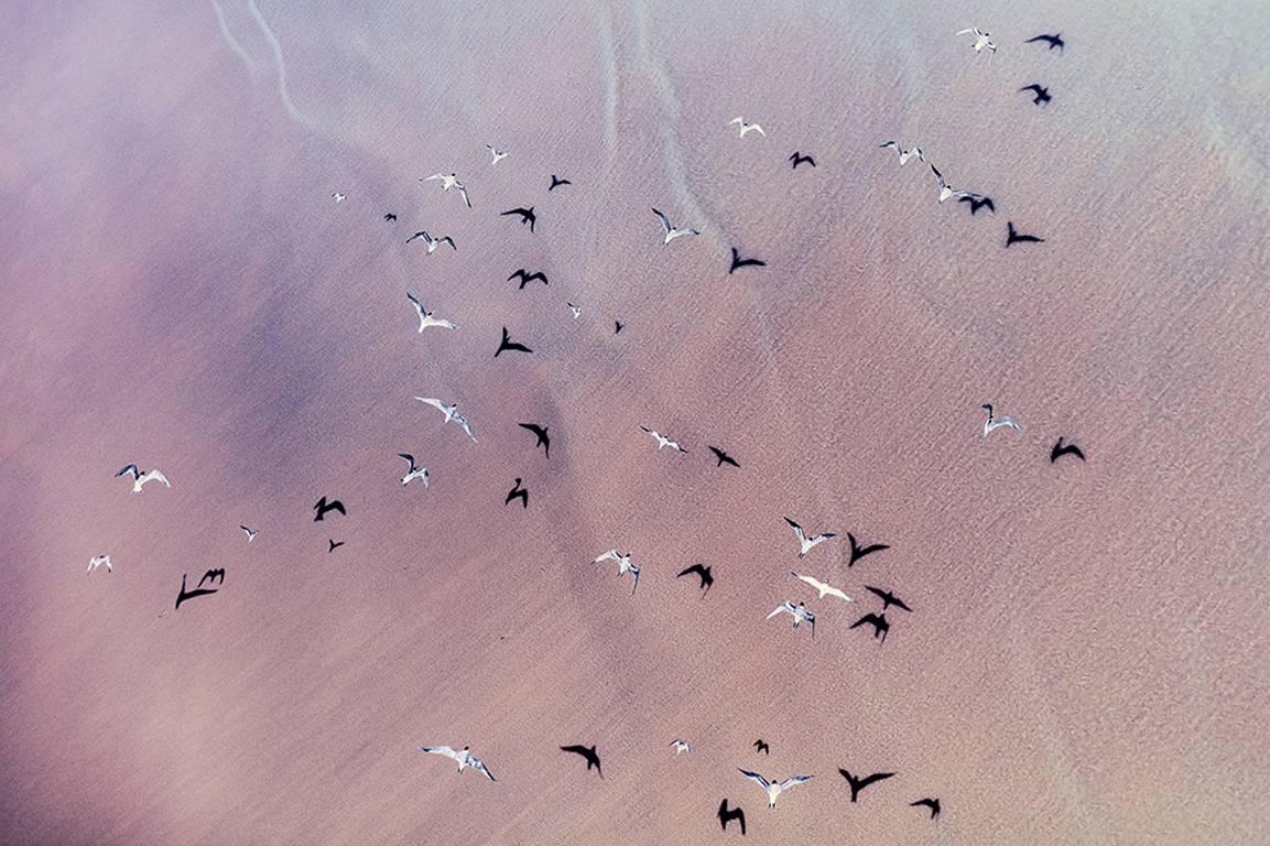 Zack Seckler Landscape Photograph - Wild Coast Flock