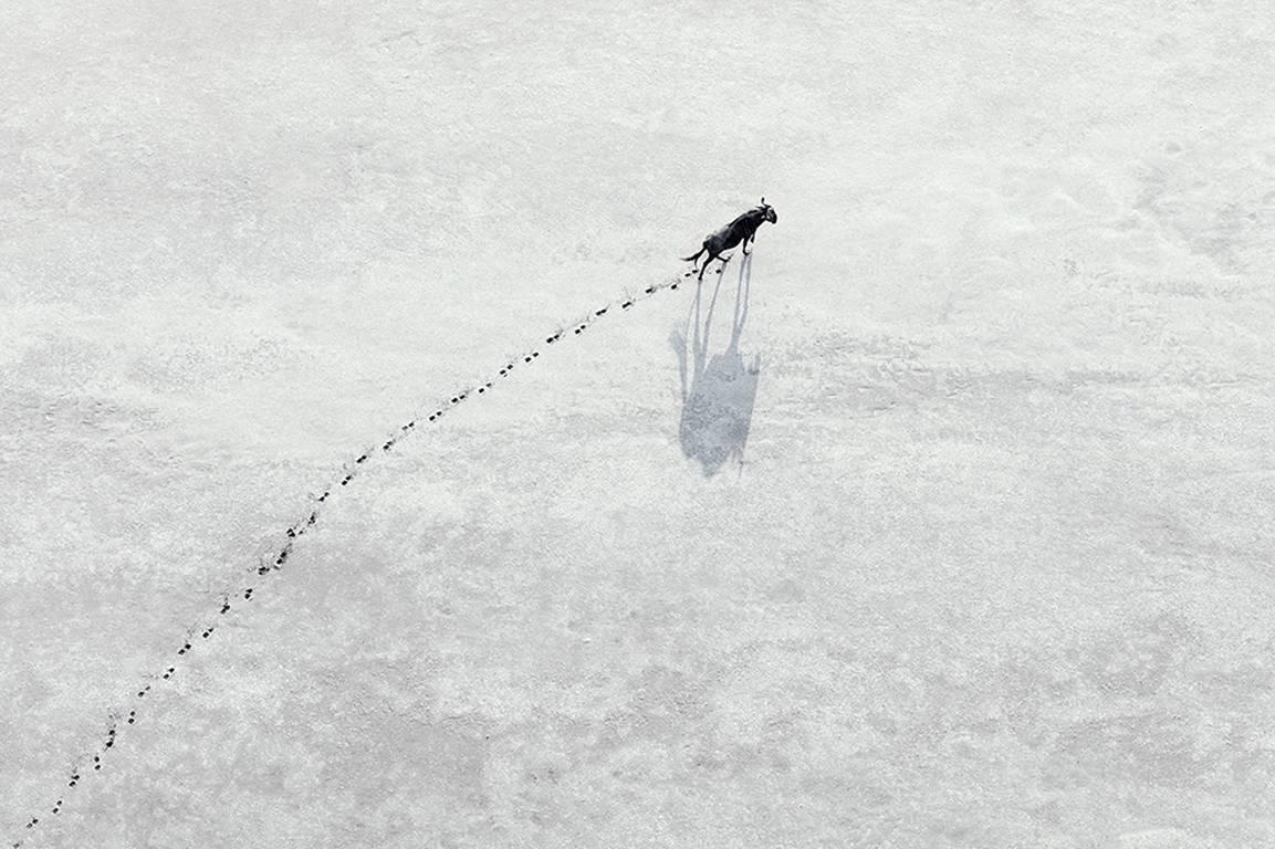 Animal Print di Zack Seckler - Gli gnu vagano