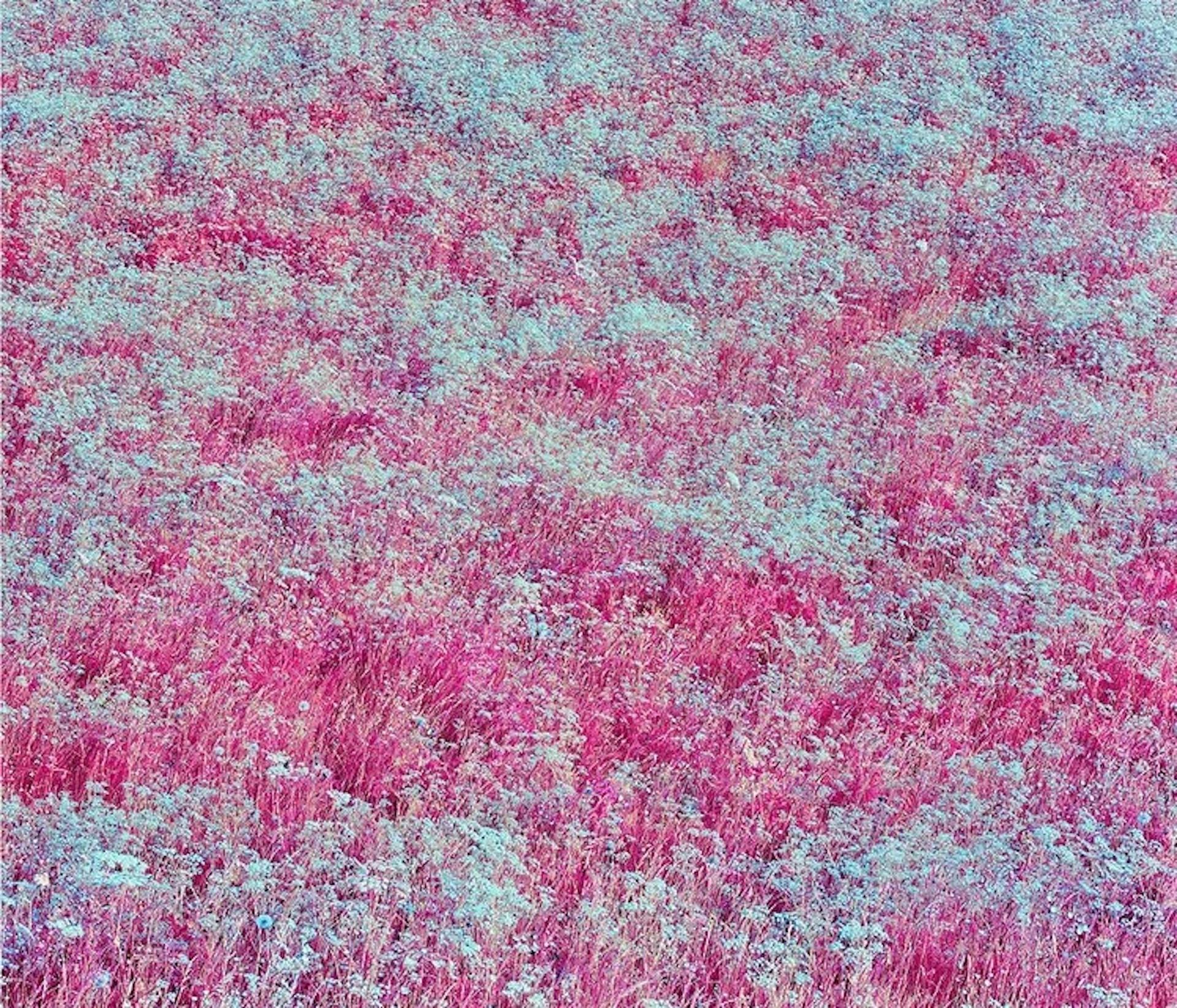 Zak van Biljon Landscape Photograph - Les Fleurs
