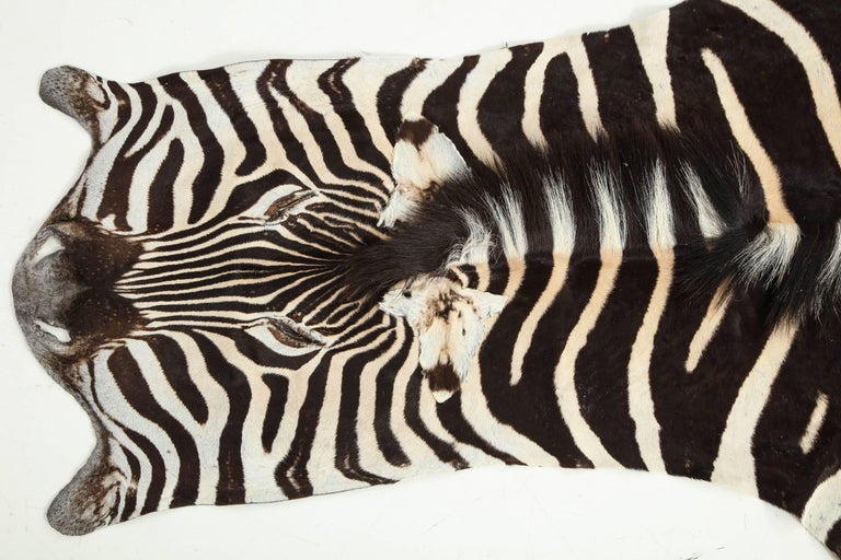 Contemporary Zebra Hide
