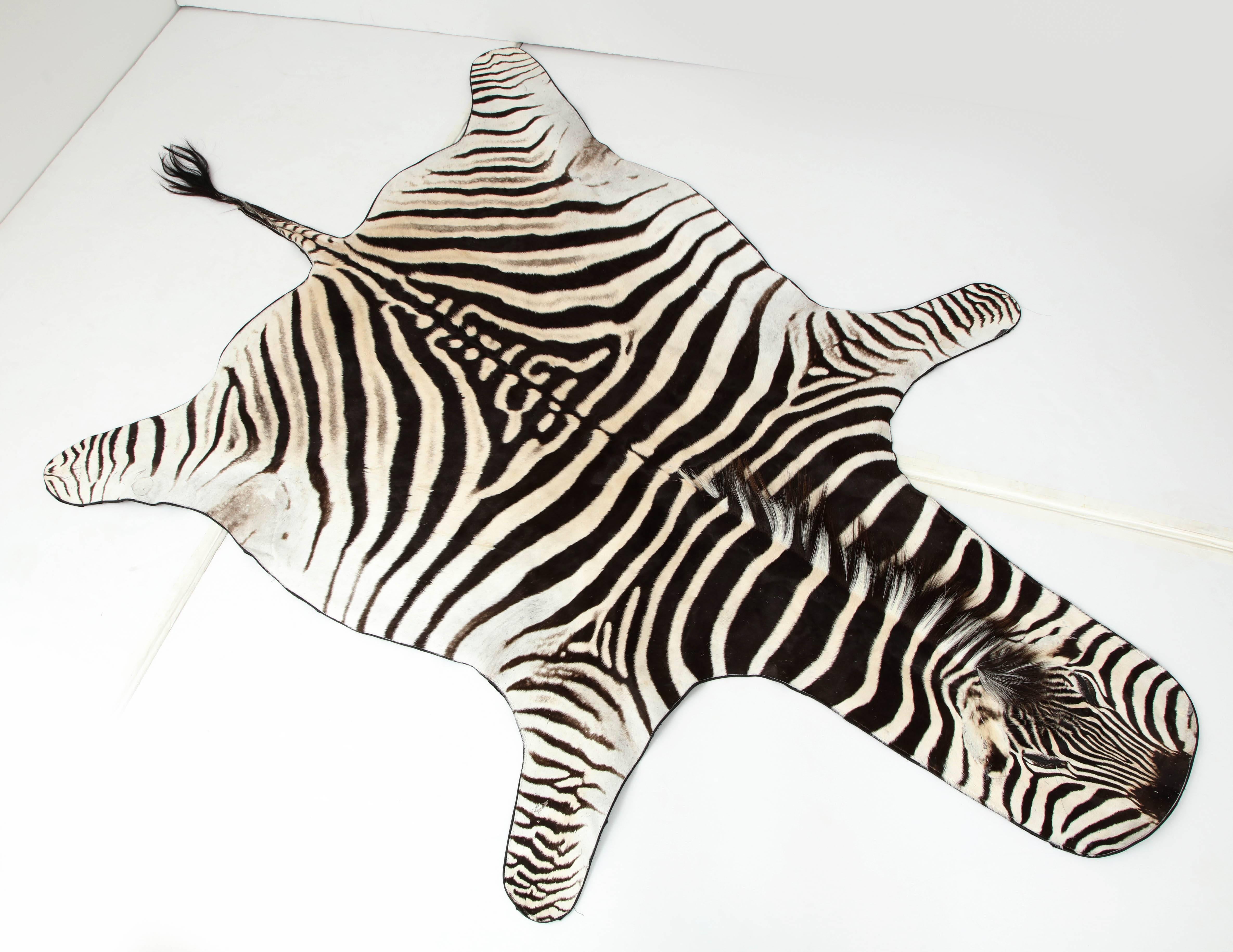 A beautiful zebra hide rug backed with wool fabric and trimmed with leather.
This zebra hide is unusually light in color which is very hard to find.