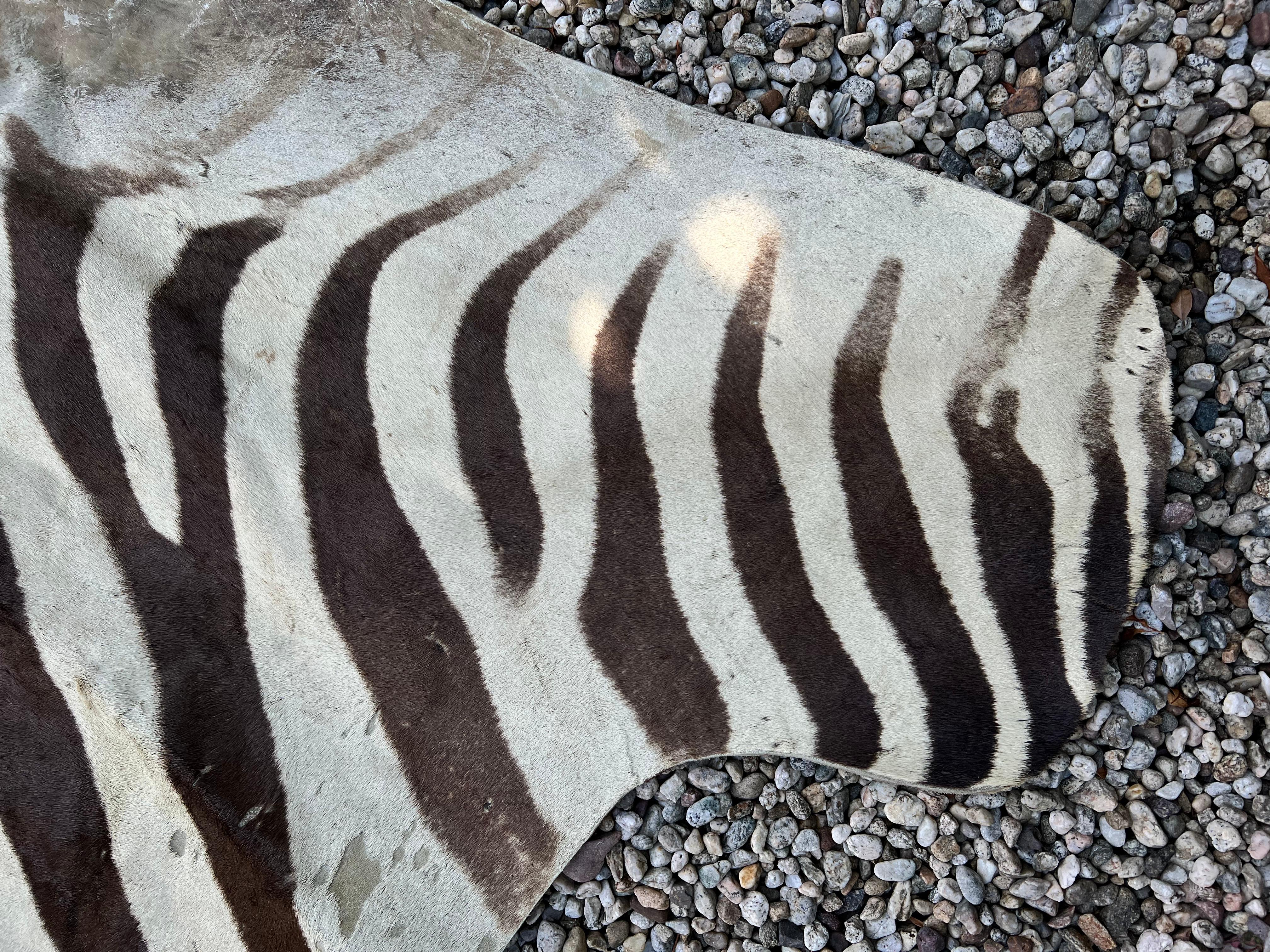 20th Century Zebra Hide Rug in the Style of Ralph Lauren For Sale