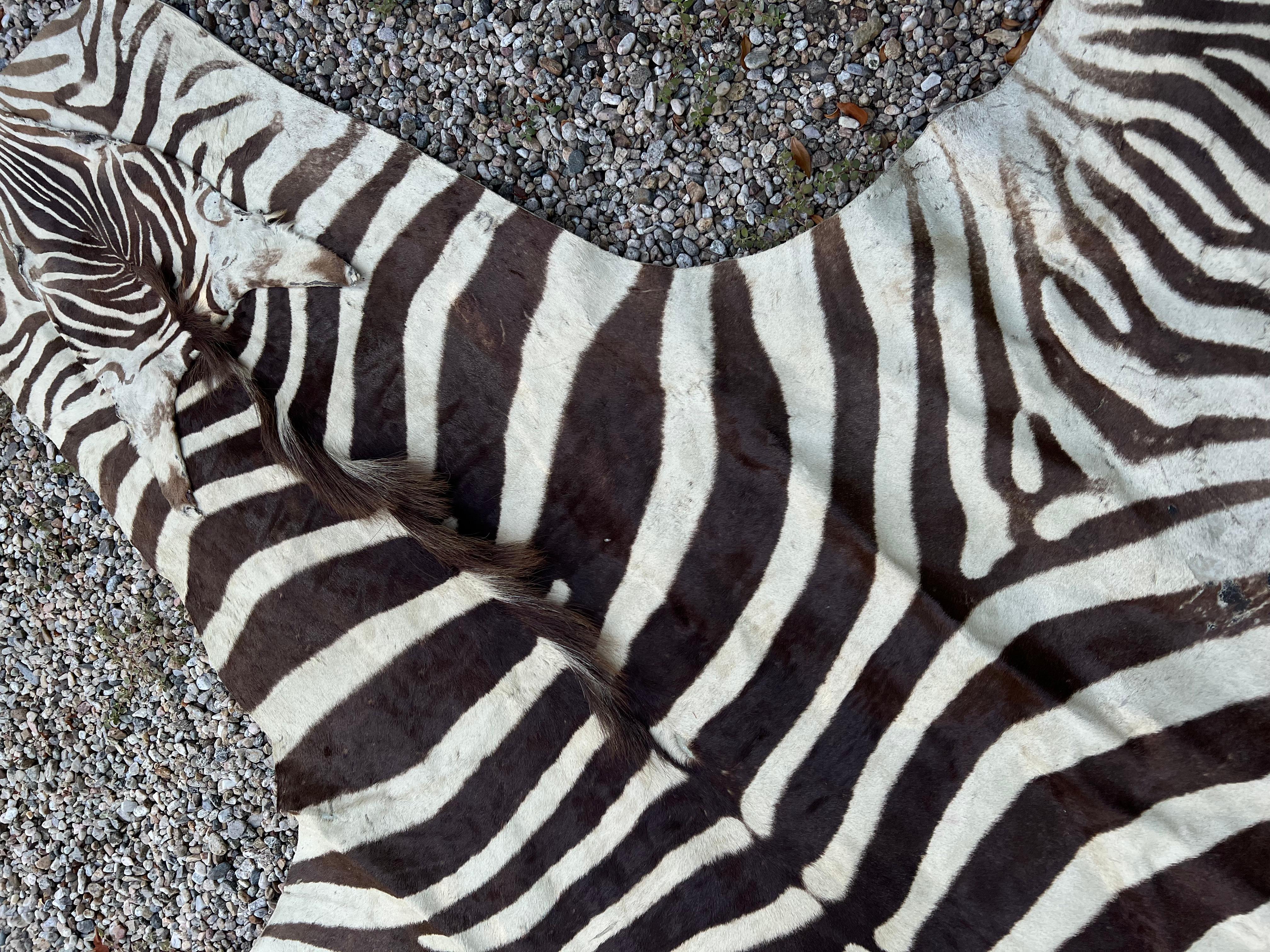 Animal Skin Zebra Hide Rug in the Style of Ralph Lauren For Sale