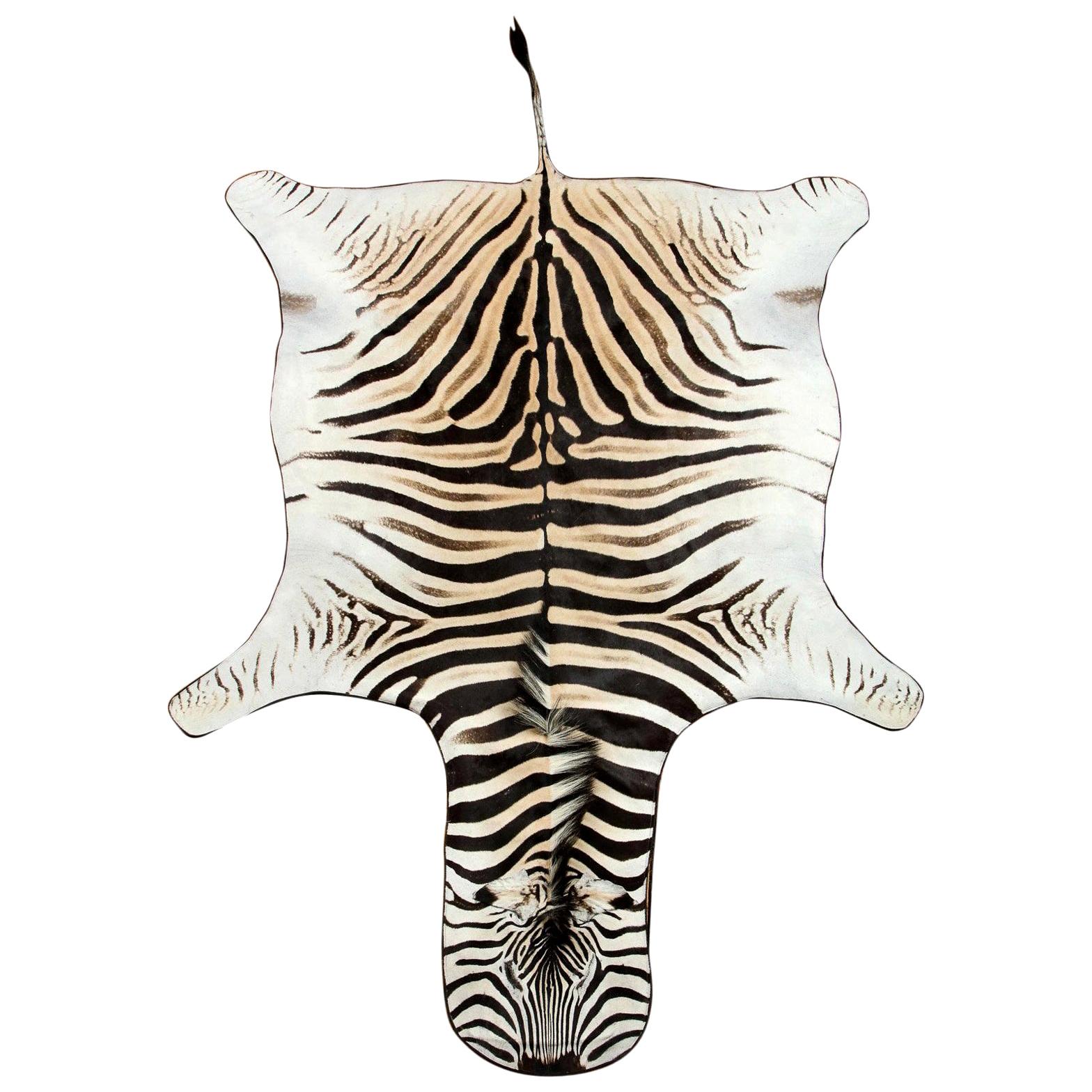 Zebra Hide Rug, South Africa, Chocolate Brown, In Stock