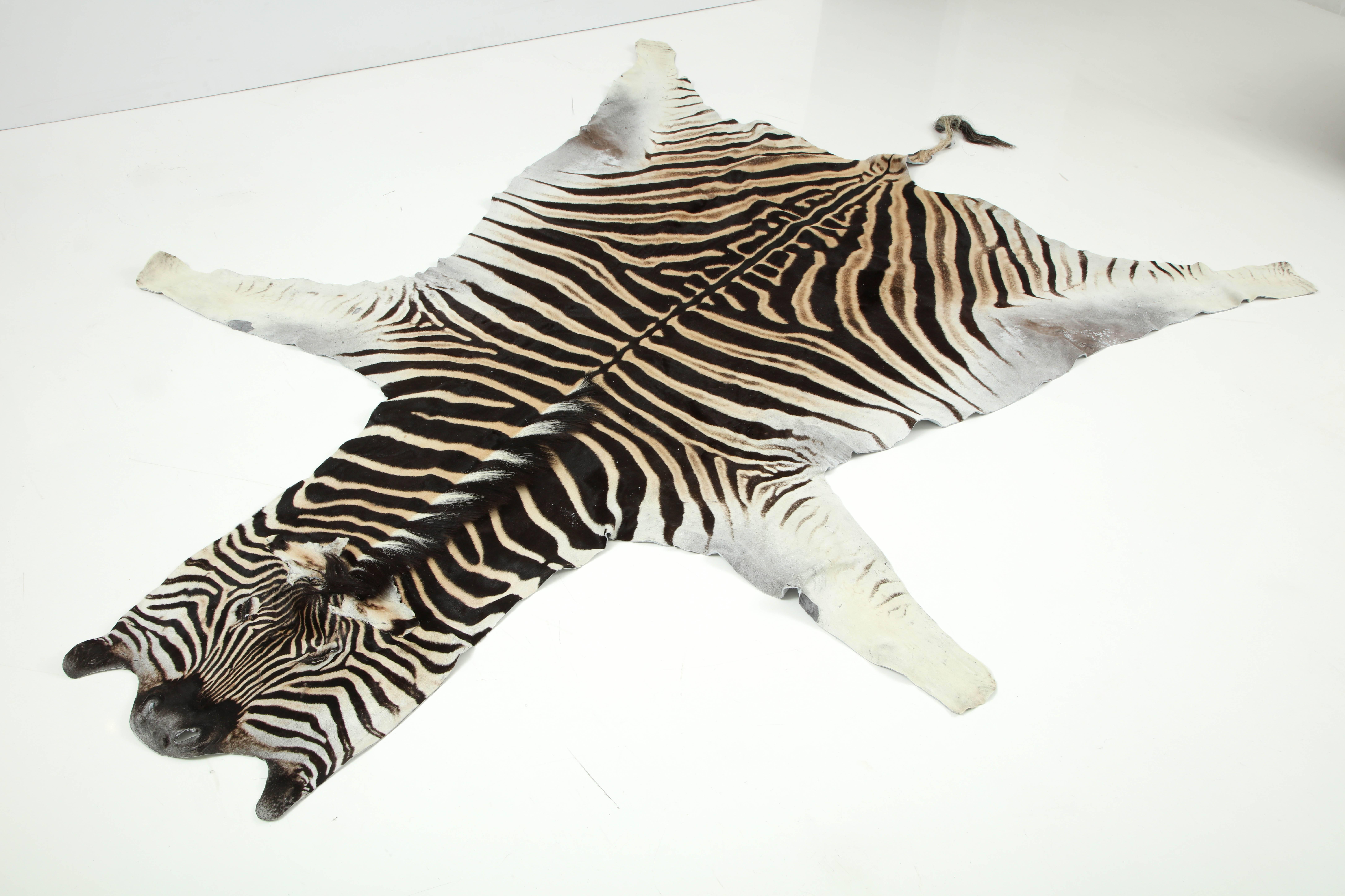Beautiful zebra hide from South Africa. It is backed with wool fabric and trimmed with leather.