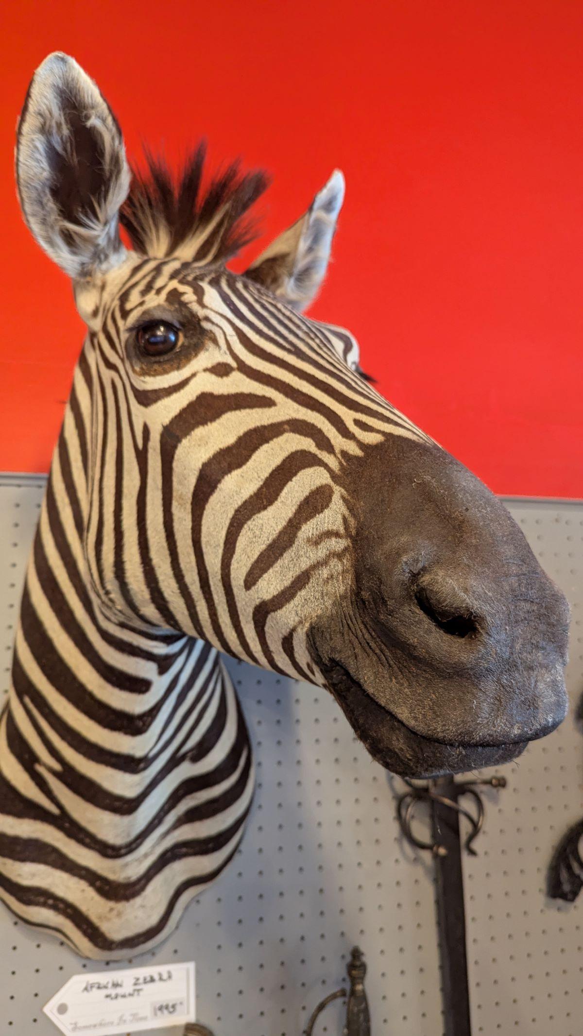 Peau d'animal Monture zébrée en vente