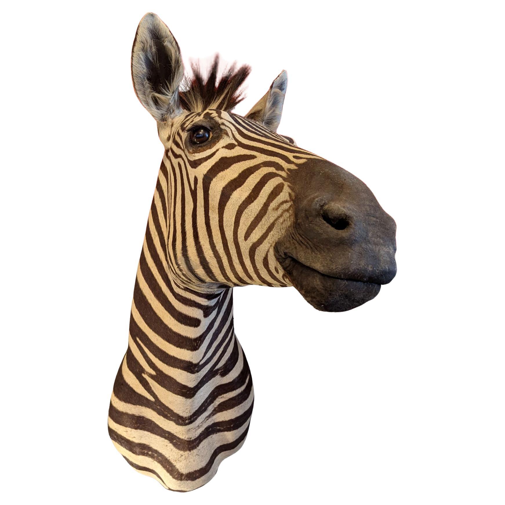Zebra-Montage