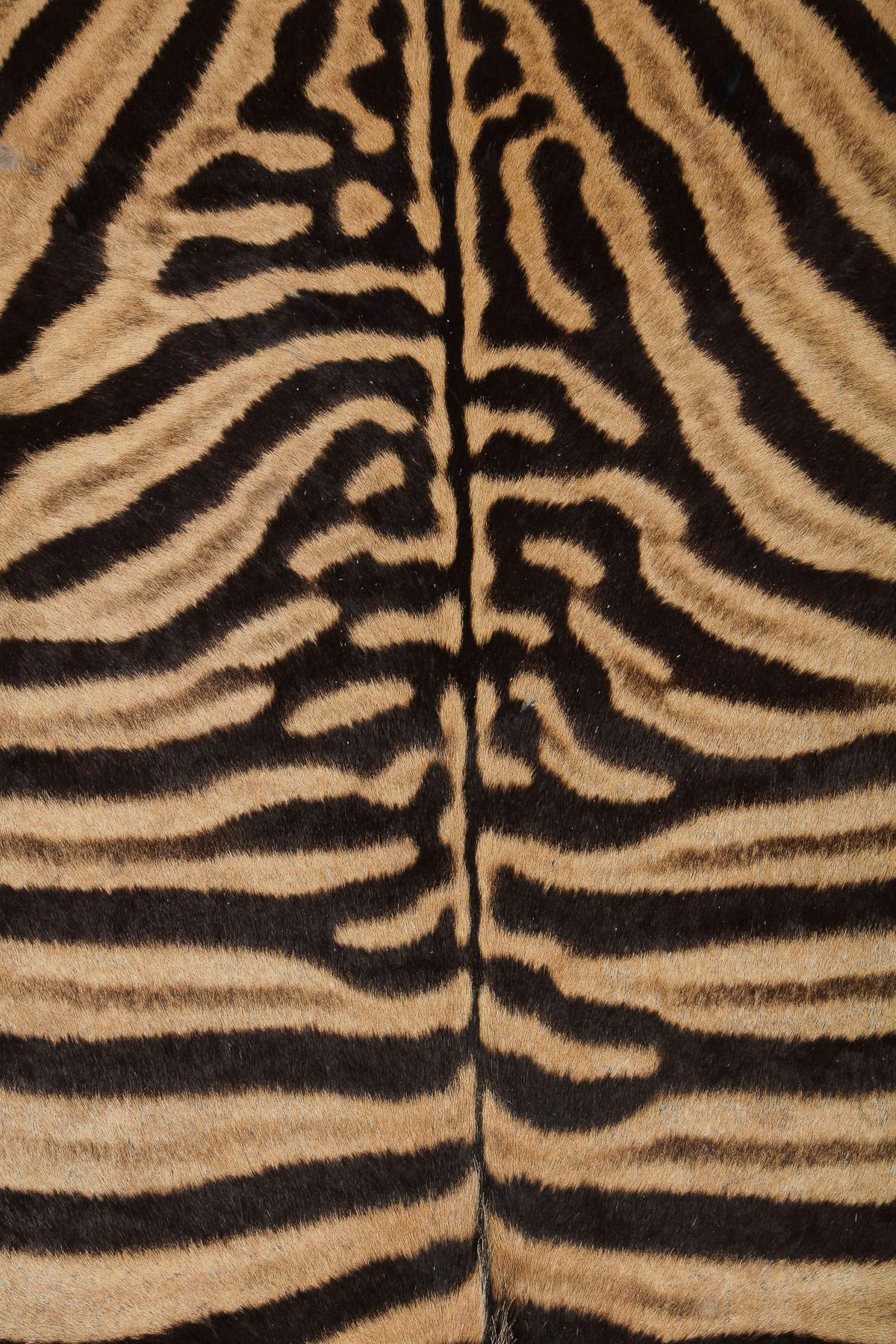Campaign Zebra Ottoman / Coffee Table, Large Square, Two Zebra hides, Custom Made In USA For Sale