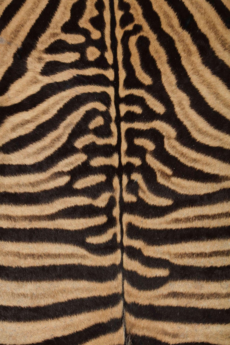 Zebra Ottoman / Coffee Table, Large Square, Chocolate, Brass Legs, in Stock, USA In New Condition For Sale In New York, NY