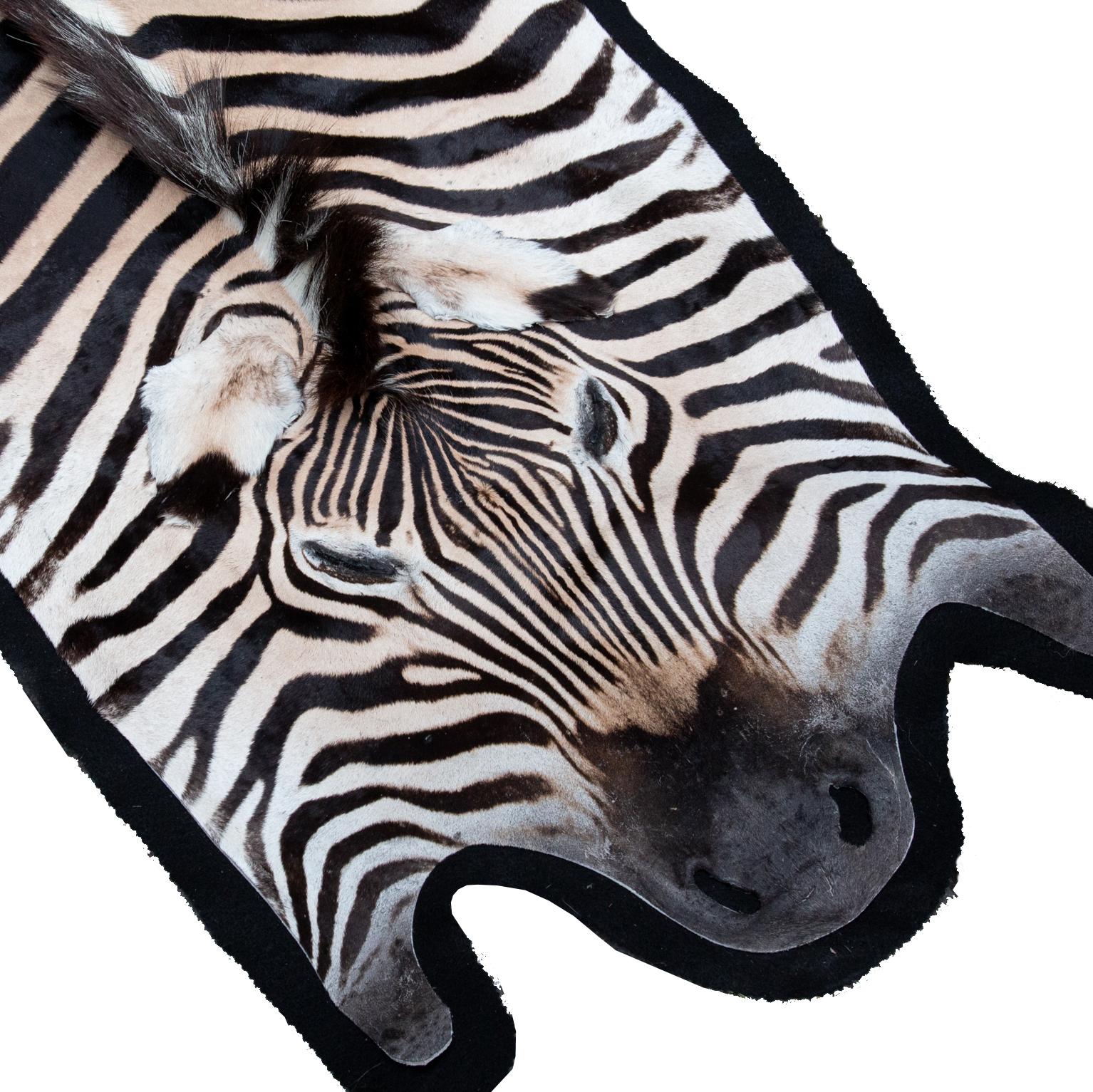 South African Zebra Rug, Extra Large