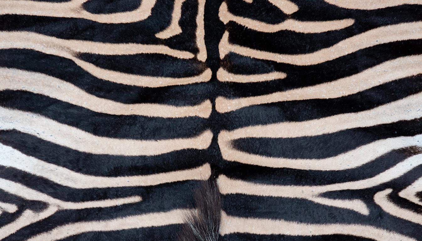 Contemporary Zebra Rug, Extra Large