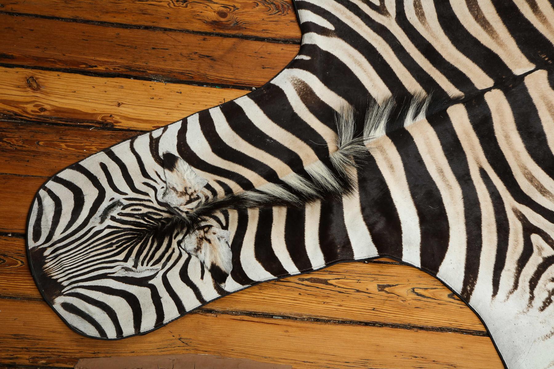 Zebra Hide Rug, South Africa, Chocolate Brown, In Stock 1
