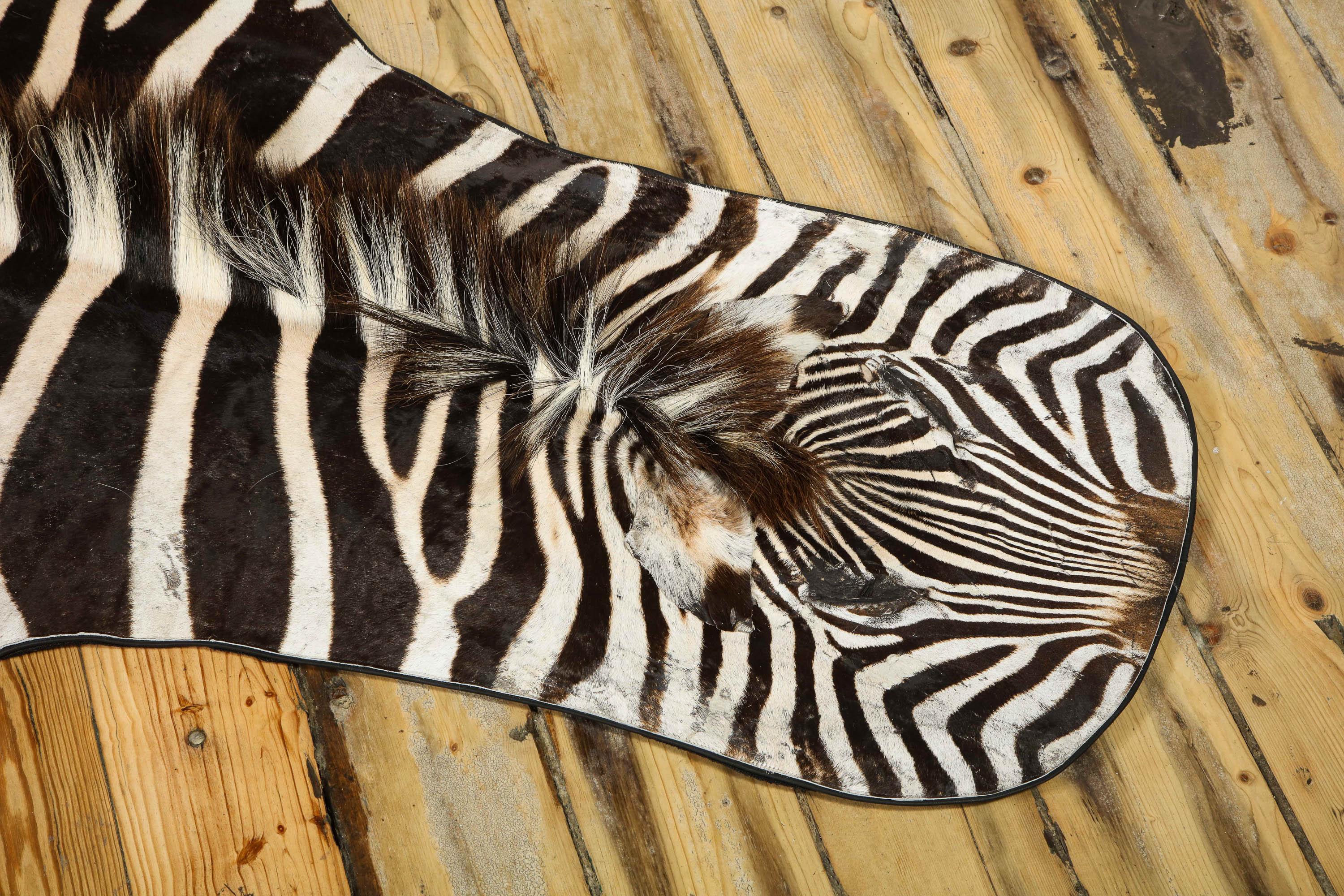 Campagne Tapis Zebra, Afrique du Sud, dos en feutre de laine avec garniture en cuir, neuf, en stock en vente