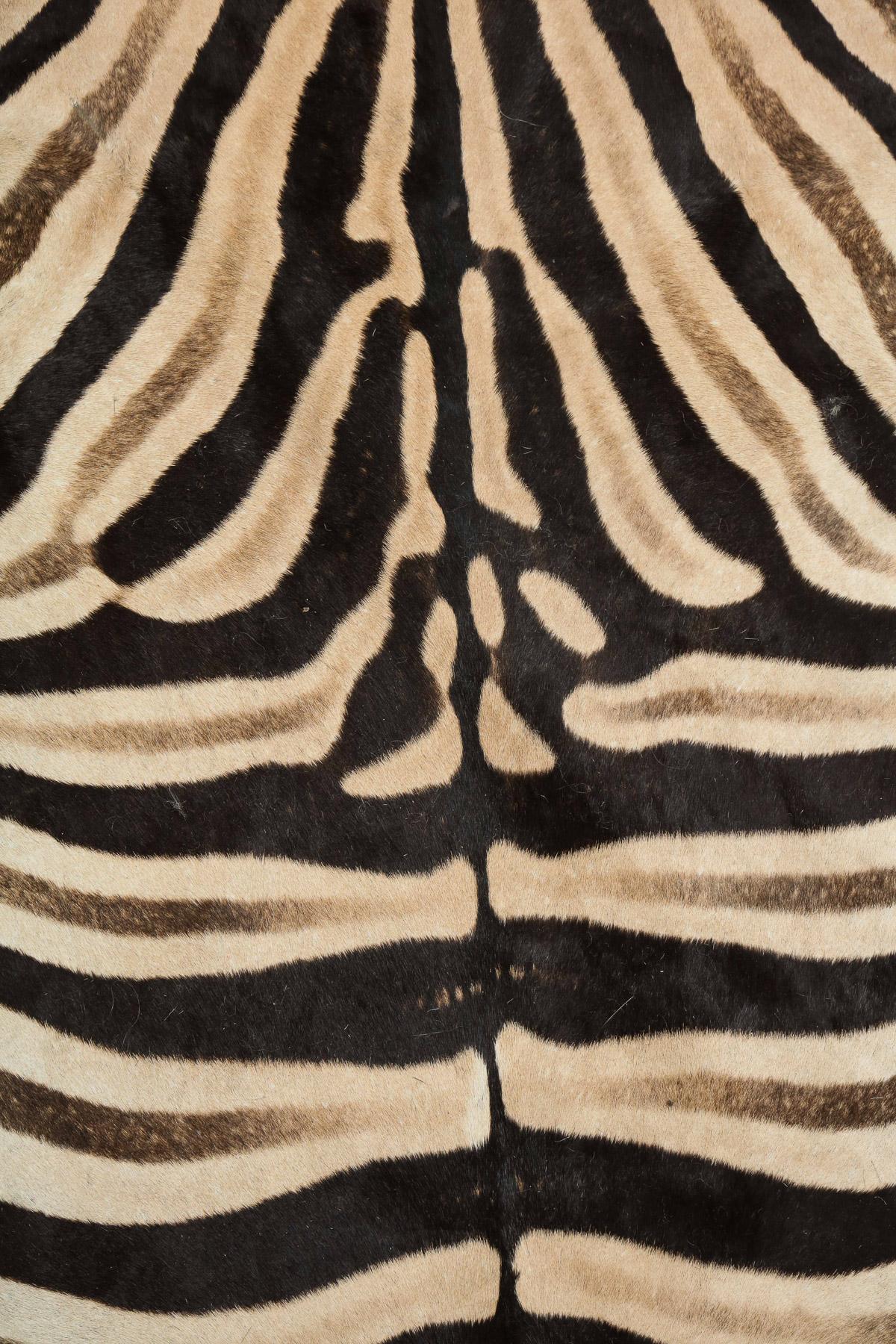 Campaign Zebra Hide Rug, South Africa, Chocolate Brown, In Stock