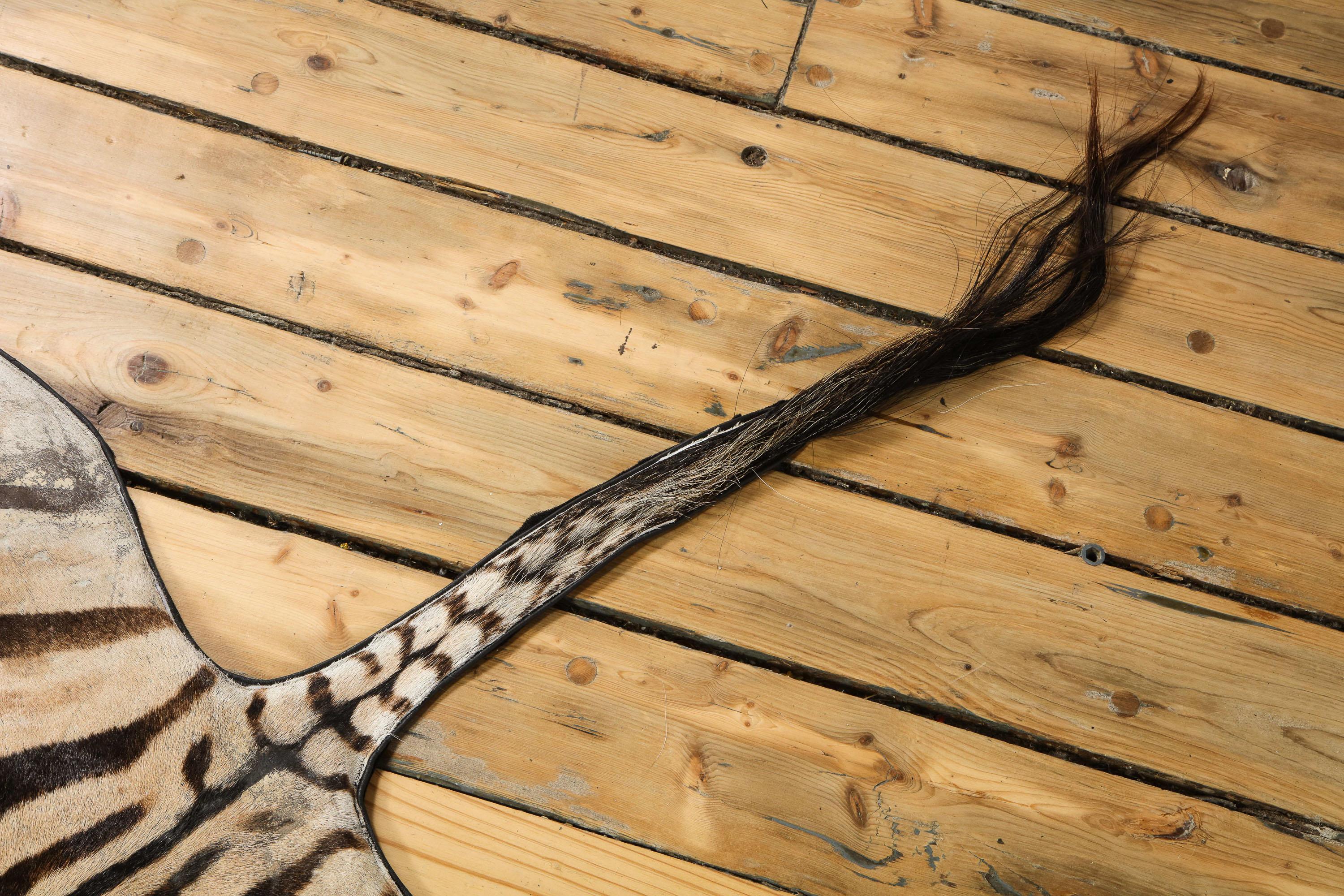 Campaign Zebra Hide Rug, South Africa, Wool Felt Backed with Leather Trim, New Zebra Hide For Sale