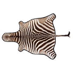 Zebra Rug of Unusual Small Size with Felt Edging and Backing