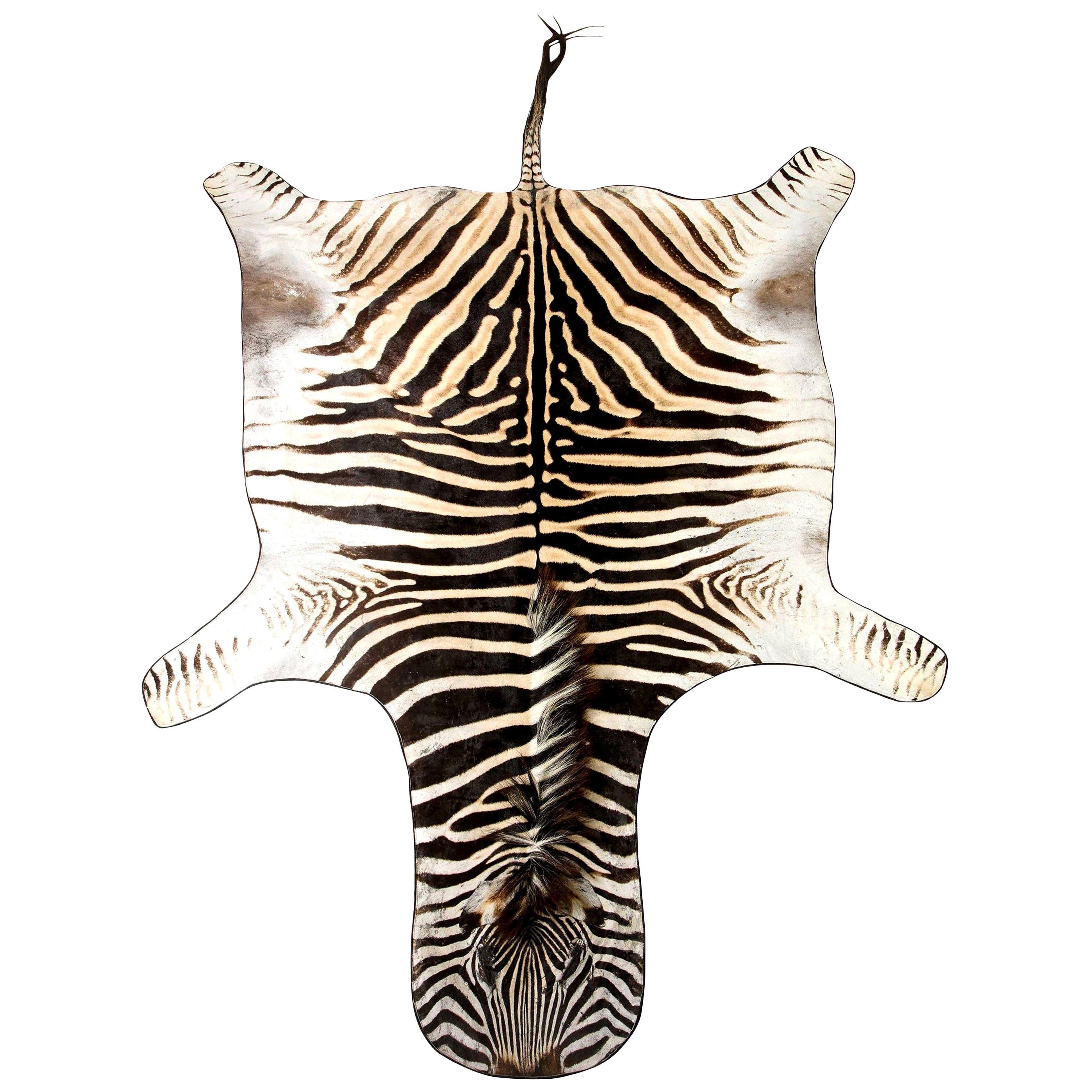 Zebra Rug, South Africa, Wool Felt Backed with Leather Trim, In Stock, New Hide