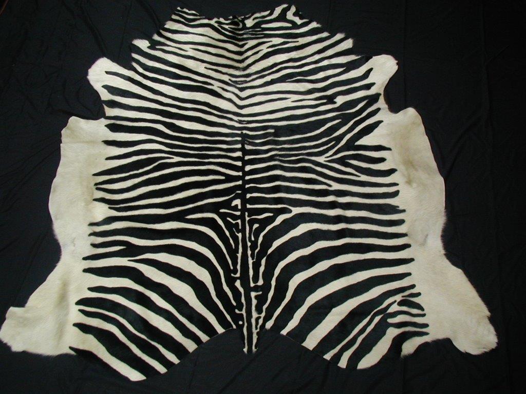 Zebra stencil pattern contemporary cow hide hair rug in Ink on Ivory, all of our hair cow hides are full hides and measure approximately 7' W x 8' L. They are of the highest quality from the French region of Normandy and naturally raised in a free