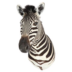 Zebra Taxidermy, Chocolate and White