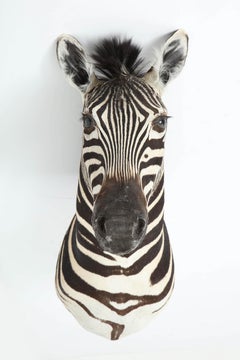 Zebra Taxidermy, Chocolate and White