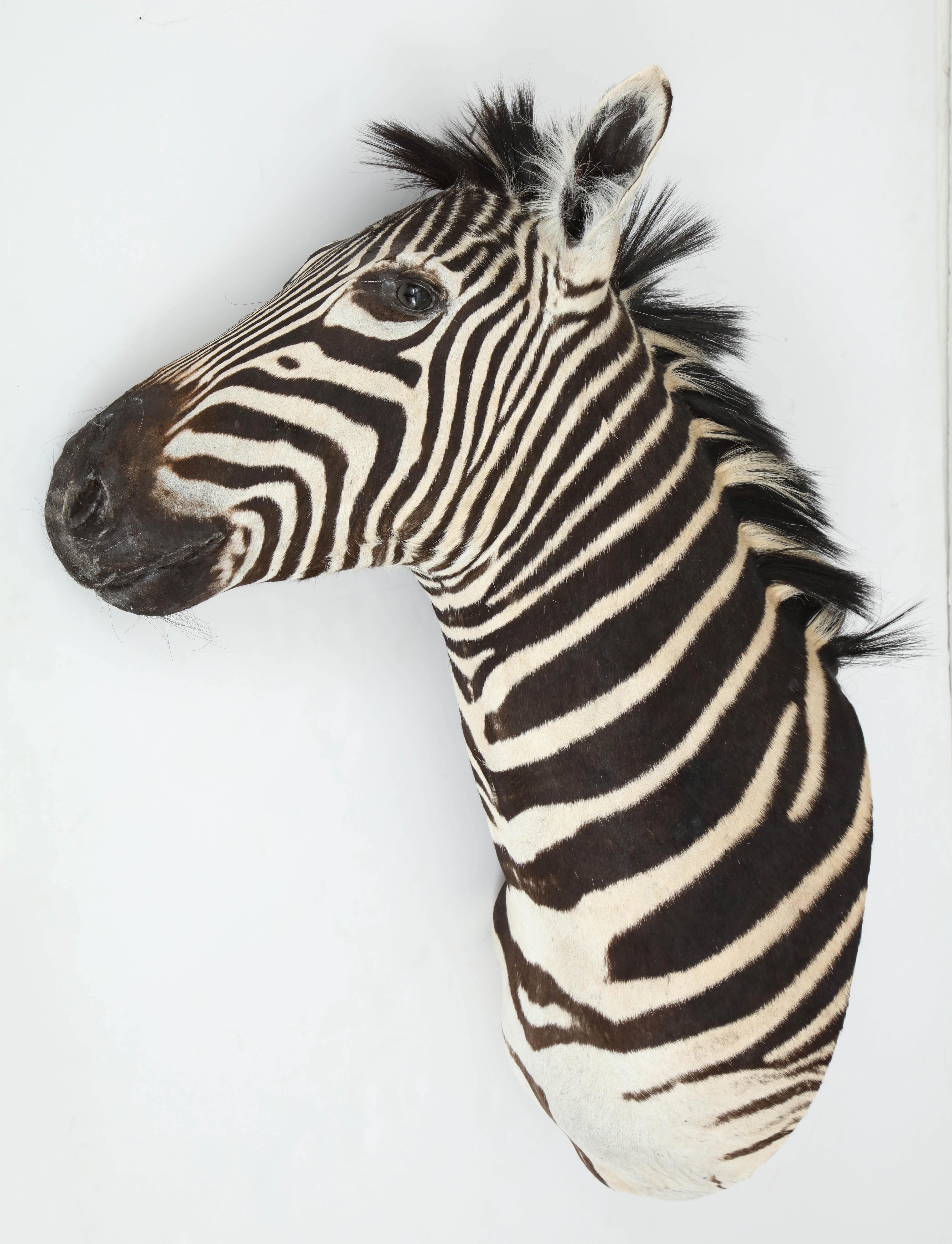 Campaign Zebra Taxidermy, Chocolate and White