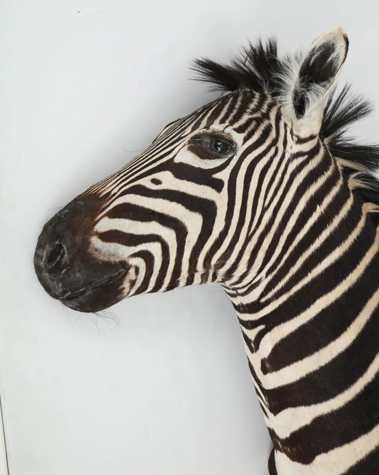 Zebra Taxidermy For Sale at 1stdibs