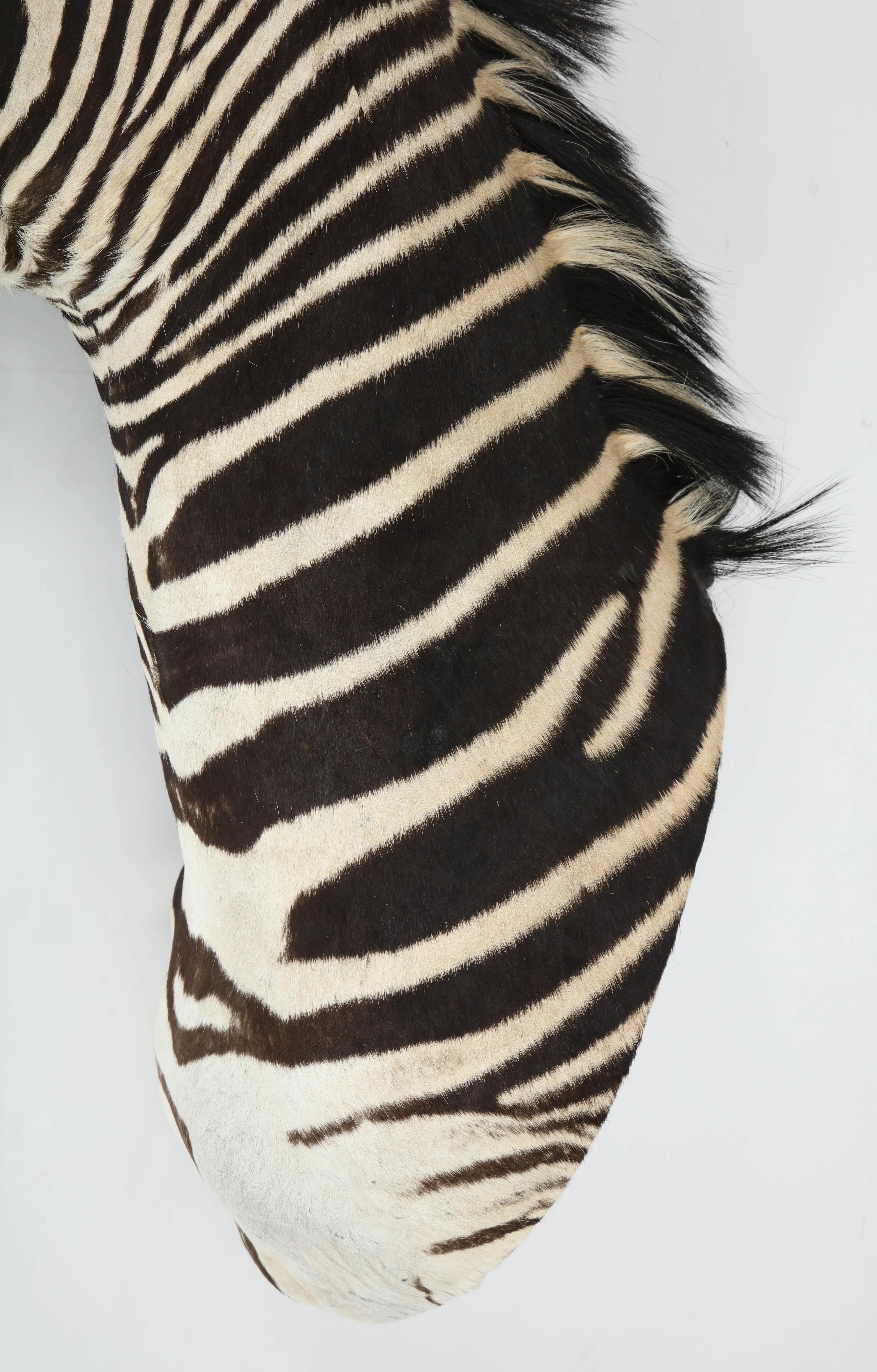 Hand-Crafted Zebra Taxidermy, Chocolate and White