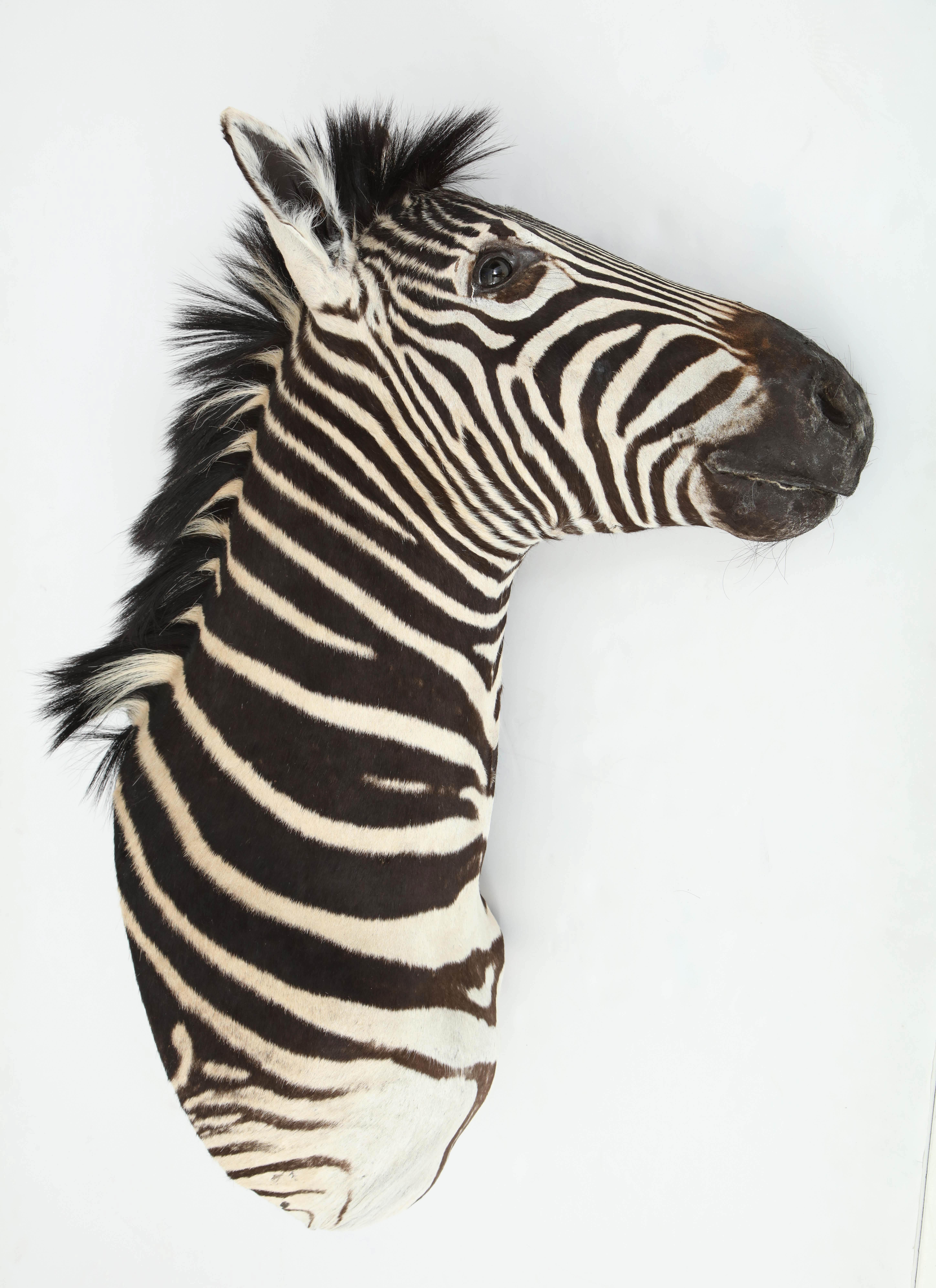 Zebra Taxidermy, Chocolate and White In Good Condition In New York, NY