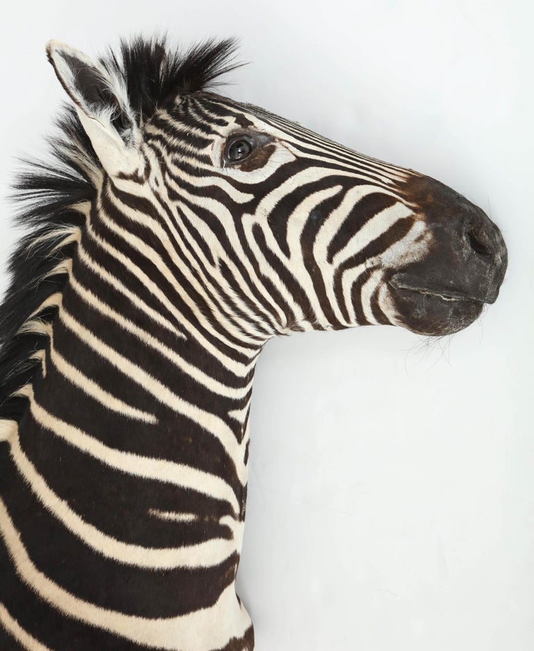 Zebra Taxidermy For Sale at 1stdibs