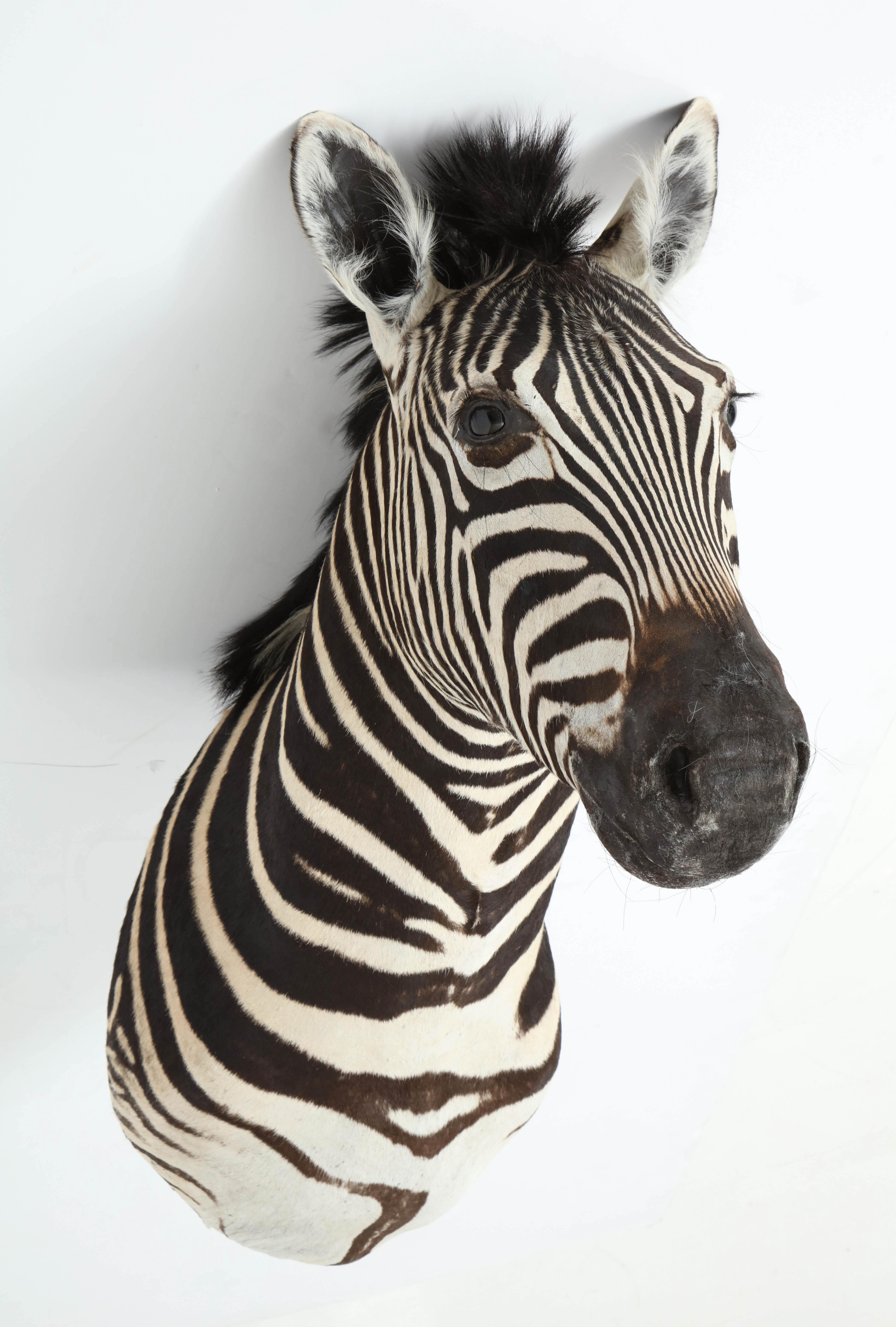 Zebra Taxidermy, Chocolate and White 1