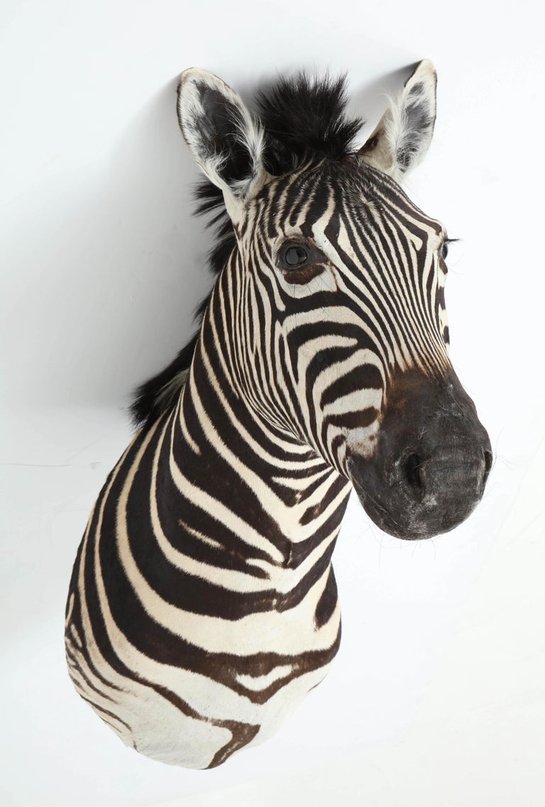 Zebra Taxidermy For Sale at 1stdibs
