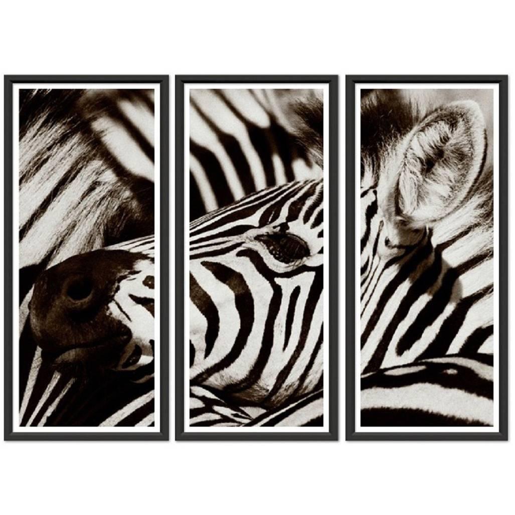 Zebra Triptych For Sale