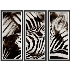 Zebra Triptych